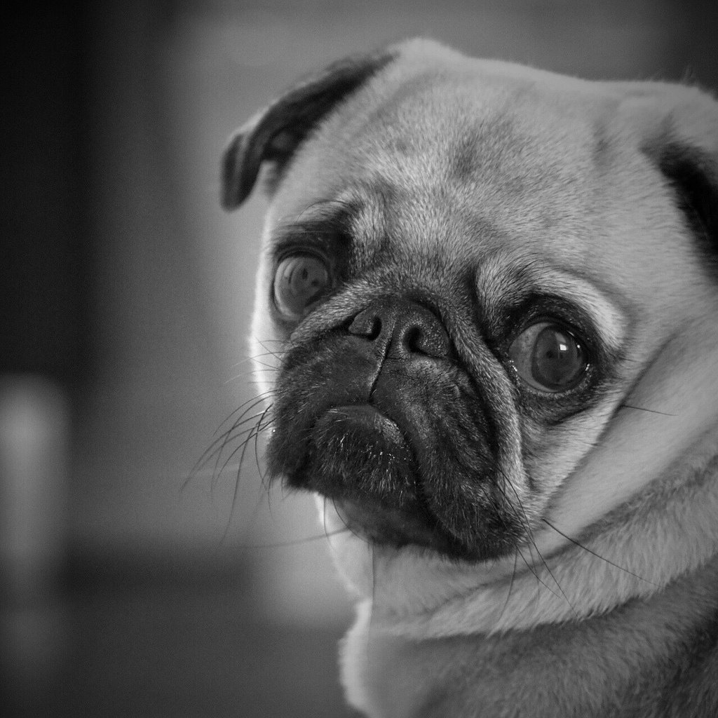 Обои глаза, мордочка, взгляд, чёрно-белое, собака, мопс, eyes, muzzle, look, black and white, dog, pug разрешение 1920x1280 Загрузить