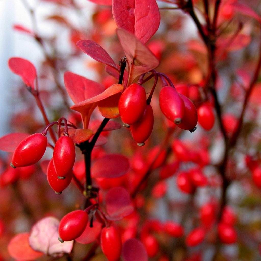 Обои листья, макро, ветки, осень, ягоды, куст, барбарис, leaves, macro, branches, autumn, berries, bush, barberry разрешение 1920x1200 Загрузить