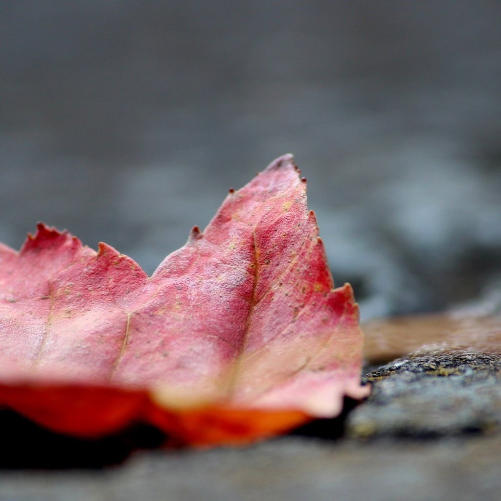 Обои природа, макро, осень, лист, кленовый лист, осенний листок, nature, macro, autumn, sheet, maple leaf разрешение 3840x2160 Загрузить