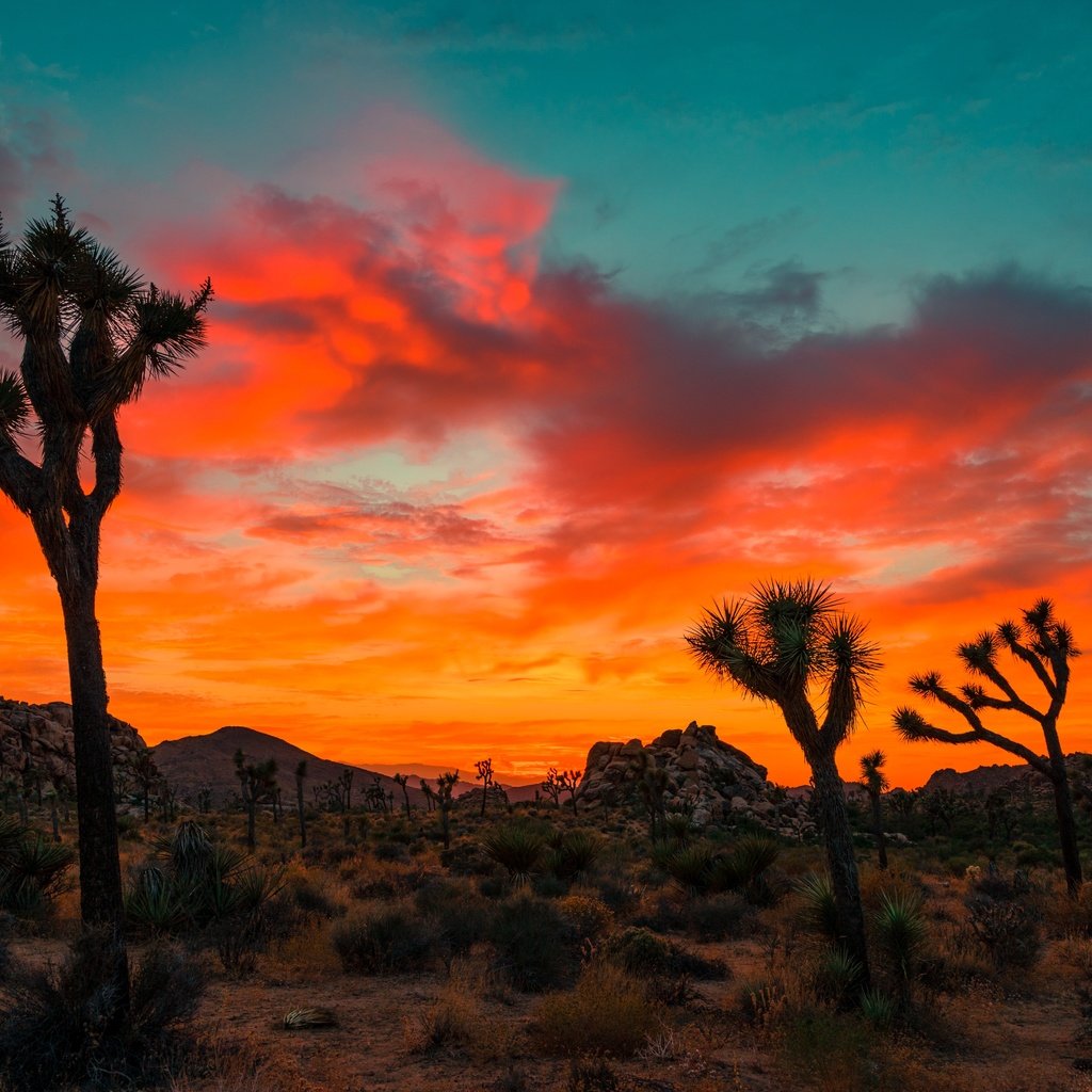 Обои небо, облака, деревья, скалы, закат, joshua tree national park, the sky, clouds, trees, rocks, sunset разрешение 6000x4000 Загрузить