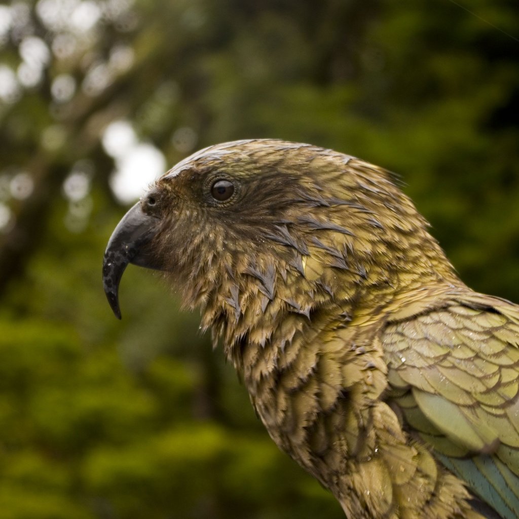 Обои птица, клюв, перья, попугай, kea parrot, bird, beak, feathers, parrot разрешение 3872x2592 Загрузить