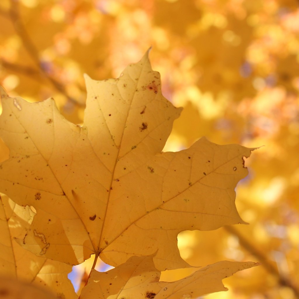 Обои природа, листья, осень, размытость, кленовый лист, nature, leaves, autumn, blur, maple leaf разрешение 5184x3456 Загрузить