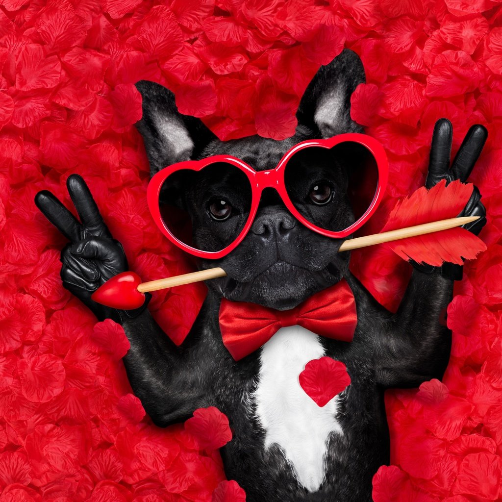 Обои мордочка, стрела, роза, юмор, лепестки, французский бульдог, взгляд, очки, собака, сердце, любовь, muzzle, arrow, rose, humor, french bulldog, petals, look, glasses, dog, heart, love разрешение 6000x4000 Загрузить