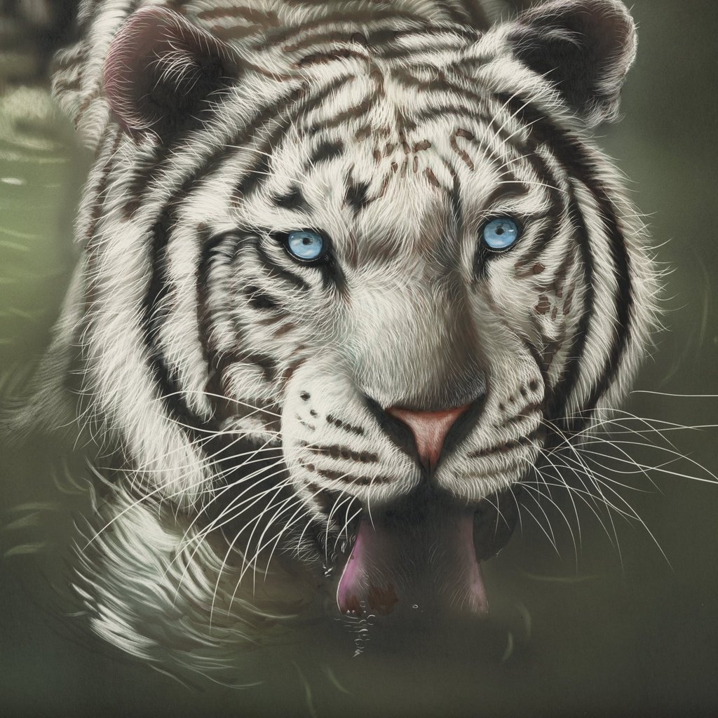 Обои тигр, морда, арт, взгляд, хищник, язык, дикая кошка, белый тигр, tiger, face, art, look, predator, language, wild cat, white tiger разрешение 3456x2496 Загрузить