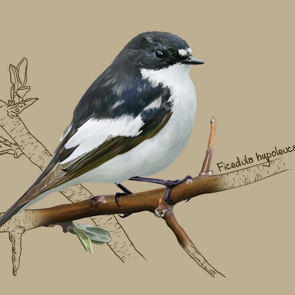 Обои арт, птичка, мухоловка, kate kondrukhova, european pied flycatcher, мухоловка-пеструшка, art, bird, flycatcher, flycatcher-flycatcher разрешение 2184x1356 Загрузить