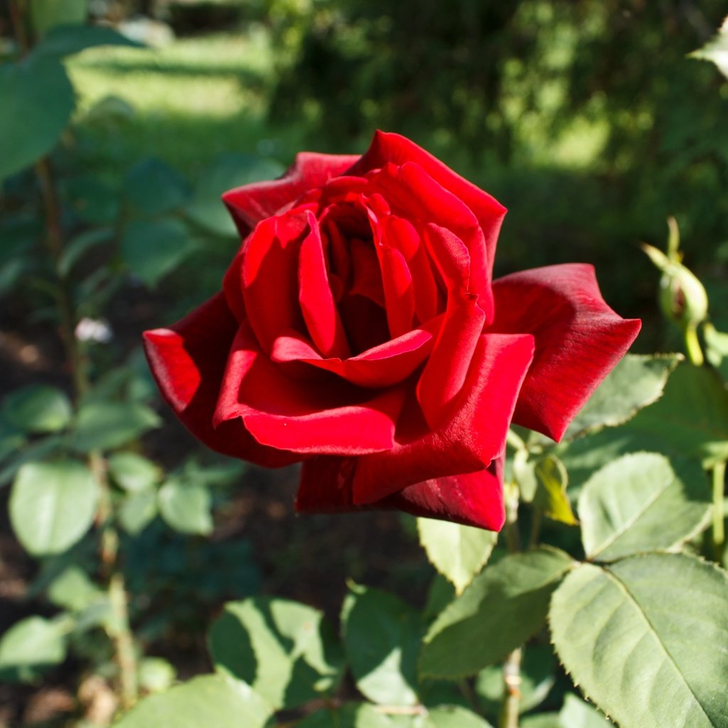 Обои листья, цветок, роза, лепестки, красная роза, боке, leaves, flower, rose, petals, red rose, bokeh разрешение 4272x2848 Загрузить