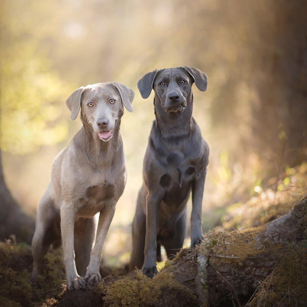 Обои мордочка, взгляд, лабрадор, собаки, боке, silver labradors, muzzle, look, labrador, dogs, bokeh разрешение 2048x1367 Загрузить