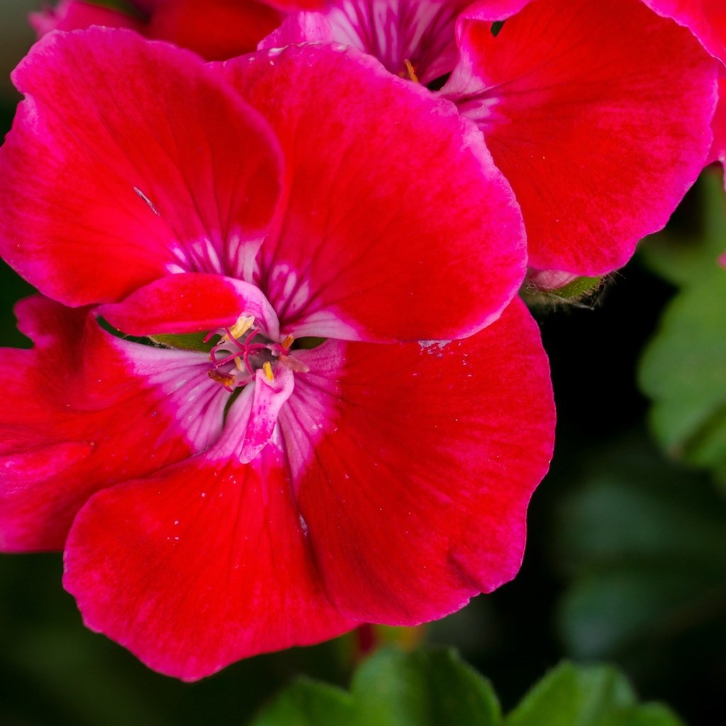 Обои цветы, листья, макро, лепестки, герань, flowers, leaves, macro, petals, geranium разрешение 2137x1424 Загрузить