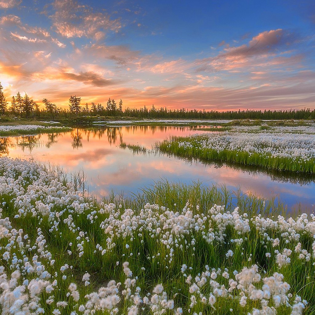 Обои небо, вода, озеро, природа, закат, россия, pavel evgrafov, пушица, ямал, yamal, the sky, water, lake, nature, sunset, russia, as cotton grass разрешение 1920x1200 Загрузить