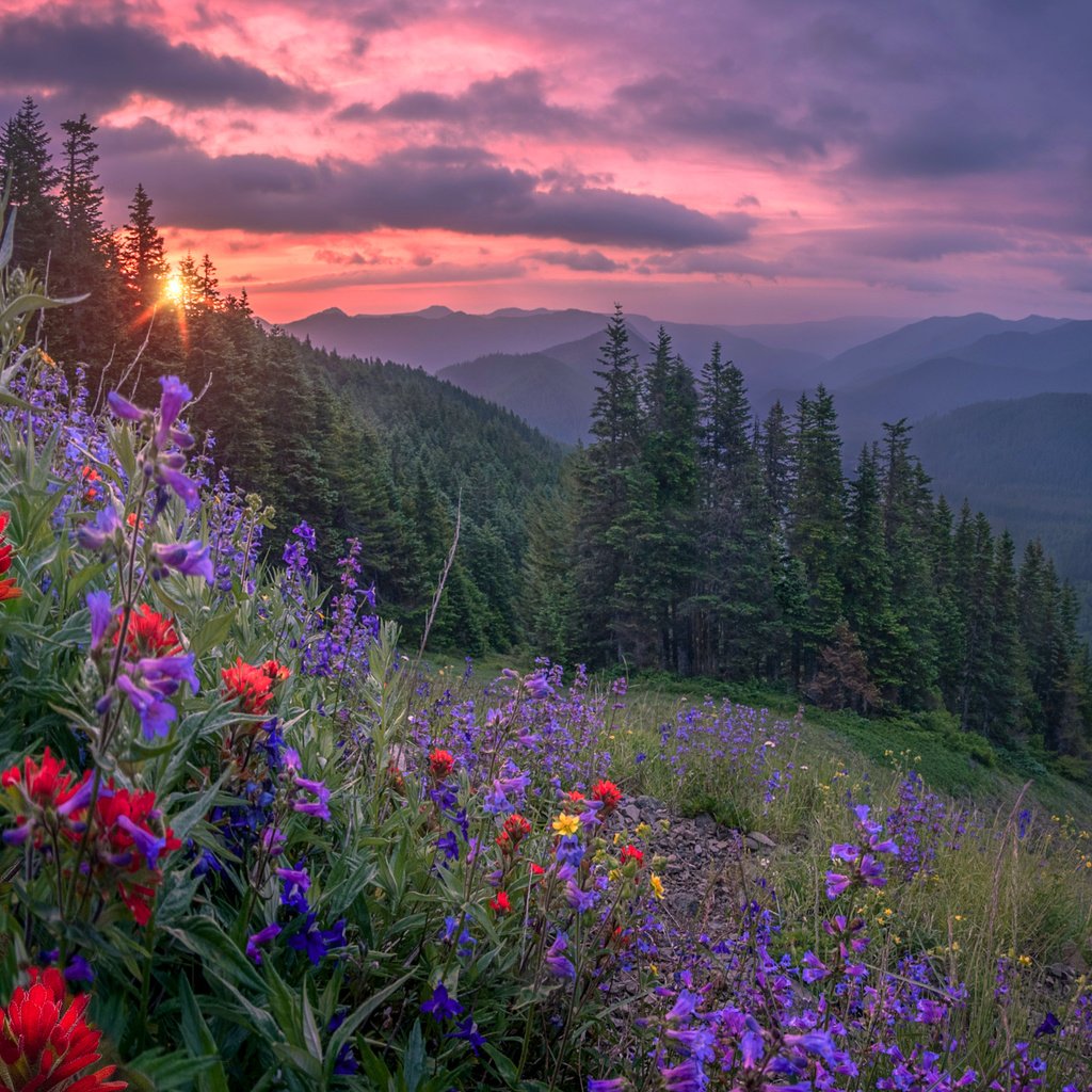 Обои цветы, горы, лес, закат, flowers, mountains, forest, sunset разрешение 2400x1920 Загрузить