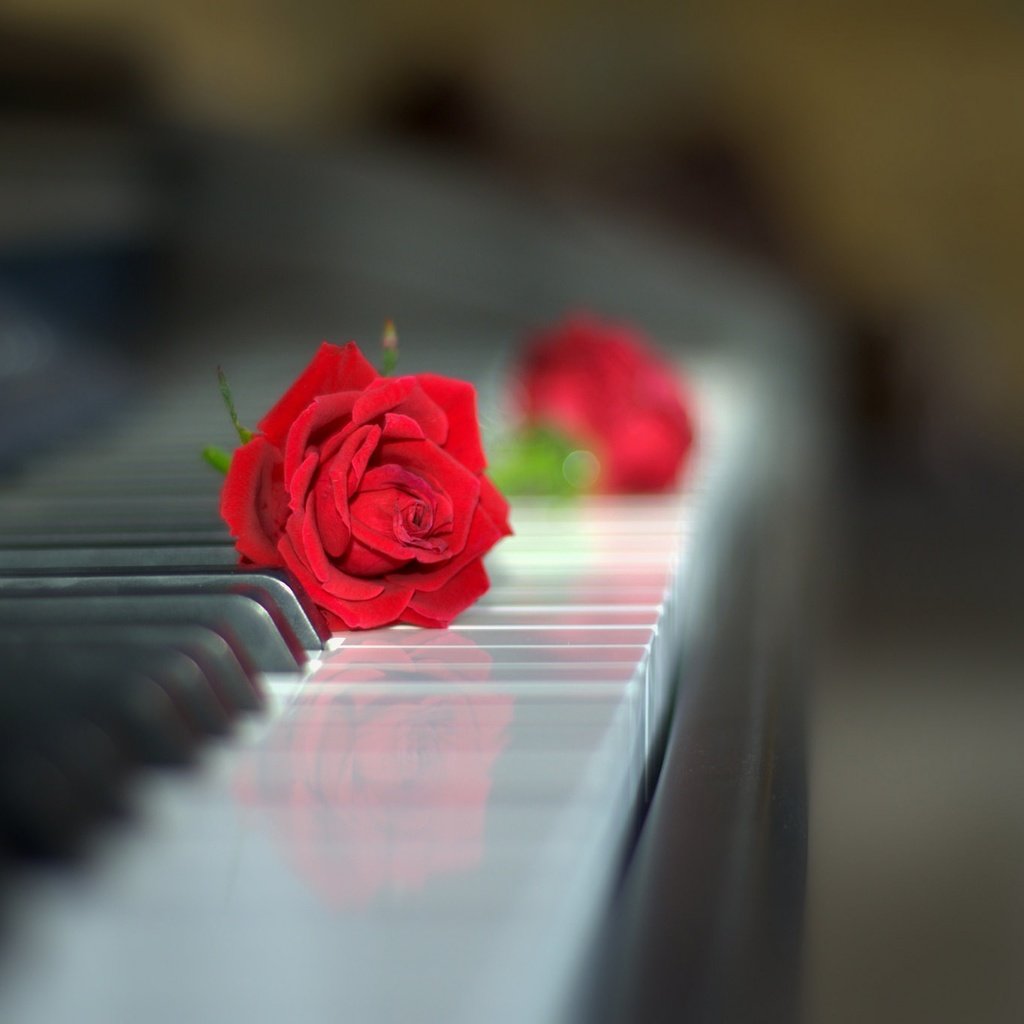 Обои роза, клавиатура, бутон, пианино, красная роза, боке, rose, keyboard, bud, piano, red rose, bokeh разрешение 2048x1358 Загрузить