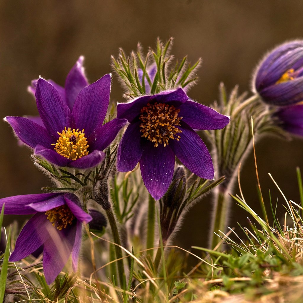 Обои макро, весна, сон-трава, macro, spring, sleep-grass разрешение 3360x2242 Загрузить