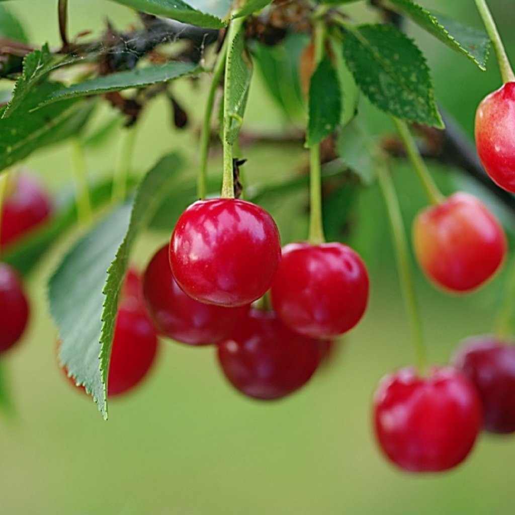 Обои лето, красная, сад, вишня, ягоды спелой вишни на кусту, алая вишня, summer, red, garden, cherry, berries ripe cherry on a bush, scarlet cherry разрешение 1920x1276 Загрузить
