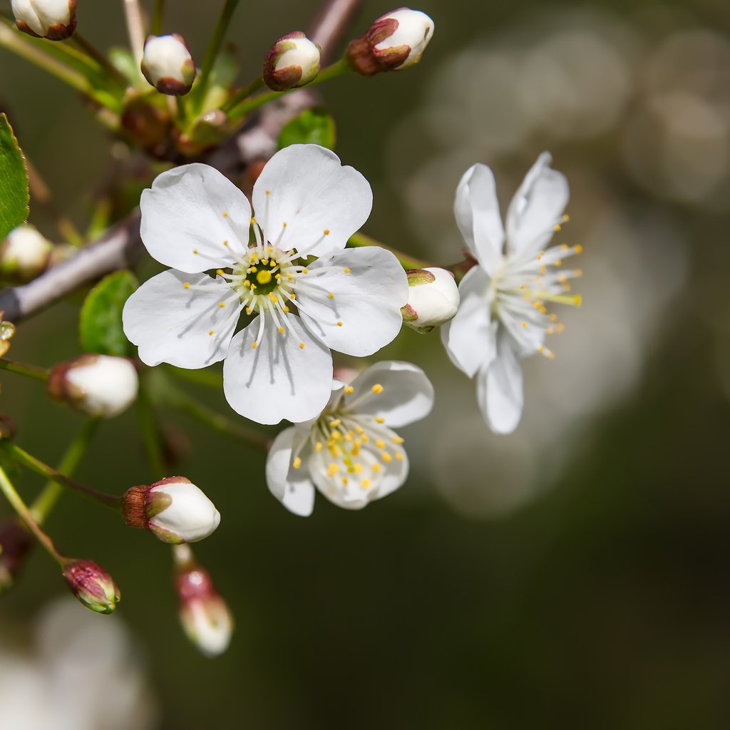 Обои цветы, природа, цветение, макро, весна, вишня, боке, flowers, nature, flowering, macro, spring, cherry, bokeh разрешение 2304x1536 Загрузить