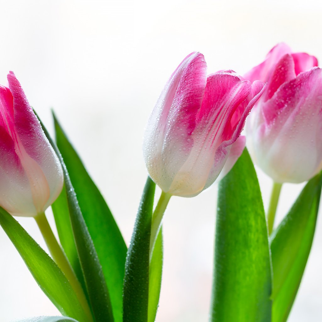 Обои цветы, тюльпаны, на белом фоне, капли воды, flowers, tulips, on a white background, water drops разрешение 2304x1536 Загрузить