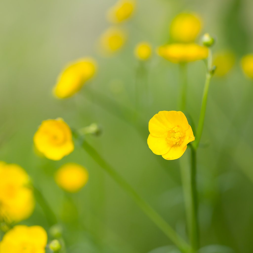 Обои цветы, полевые цветы, желтый цветок, лютик едкий, flowers, wildflowers, yellow flower, acrid buttercup разрешение 2208x1472 Загрузить