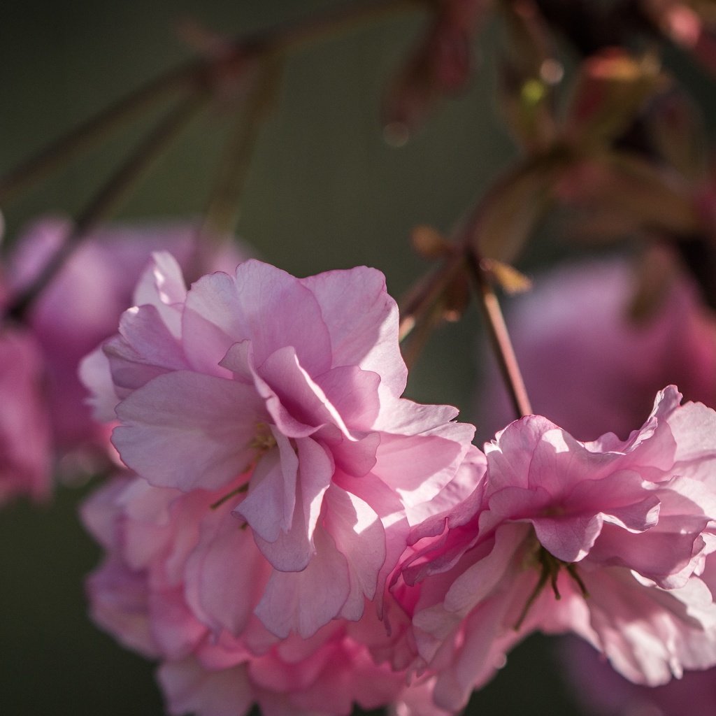 Обои природа, цветение, лепестки, весна, сакура, розовые цветы, nature, flowering, petals, spring, sakura, pink flowers разрешение 3840x2160 Загрузить