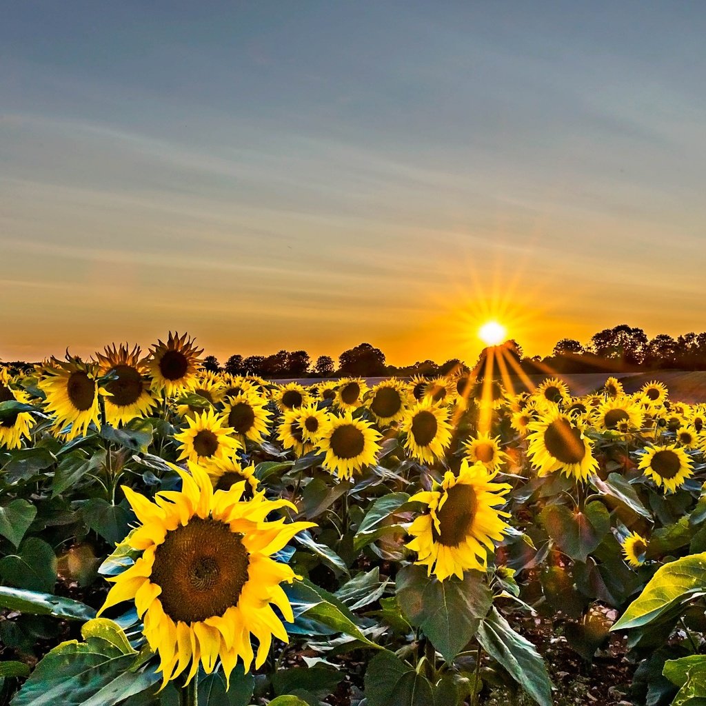 Обои небо, цветы, солнце, поле, подсолнухи, желтые, the sky, flowers, the sun, field, sunflowers, yellow разрешение 1920x1080 Загрузить