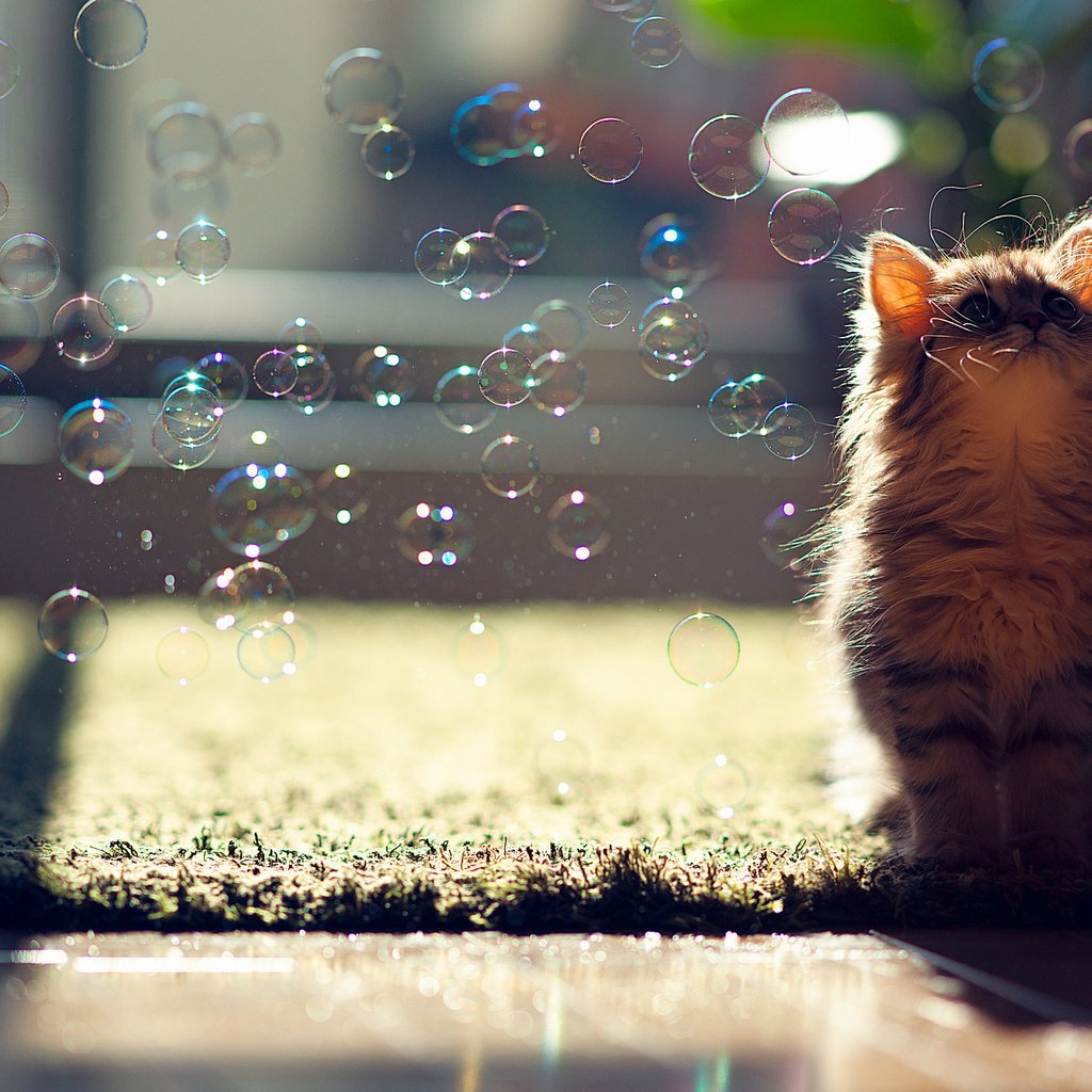 Обои кот, пузыри, котенок, мыльные пузыри, ben torode, cat, bubbles, kitty разрешение 2048x1365 Загрузить