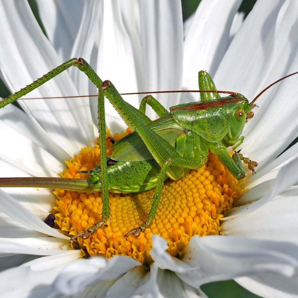 Обои зелёный, макро, насекомое, цветок, лепестки, ромашка, кузнечик, green, macro, insect, flower, petals, daisy, grasshopper разрешение 3316x1848 Загрузить