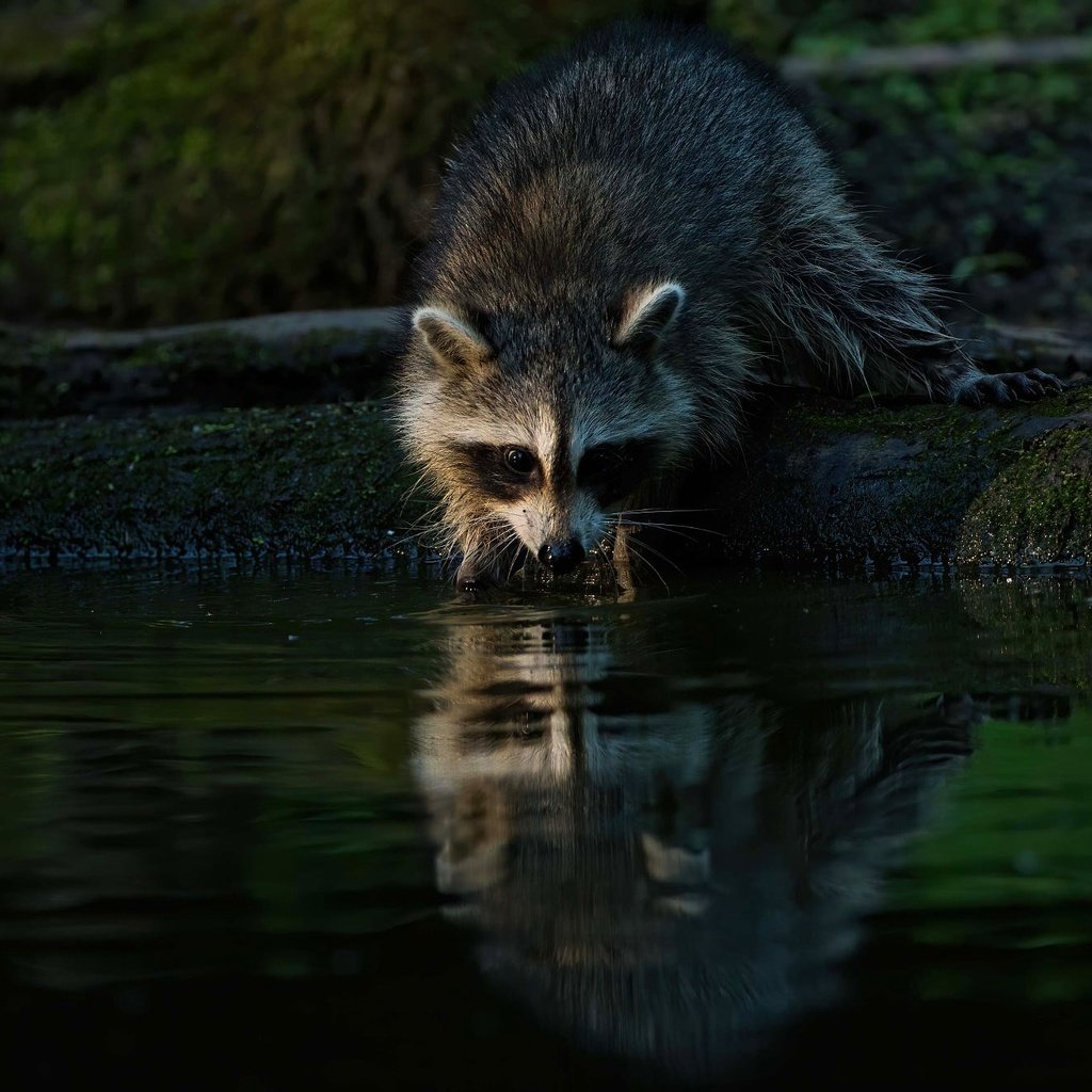 Обои берег, отражение, водоем, бревно, енот, shore, reflection, pond, log, raccoon разрешение 2000x1334 Загрузить