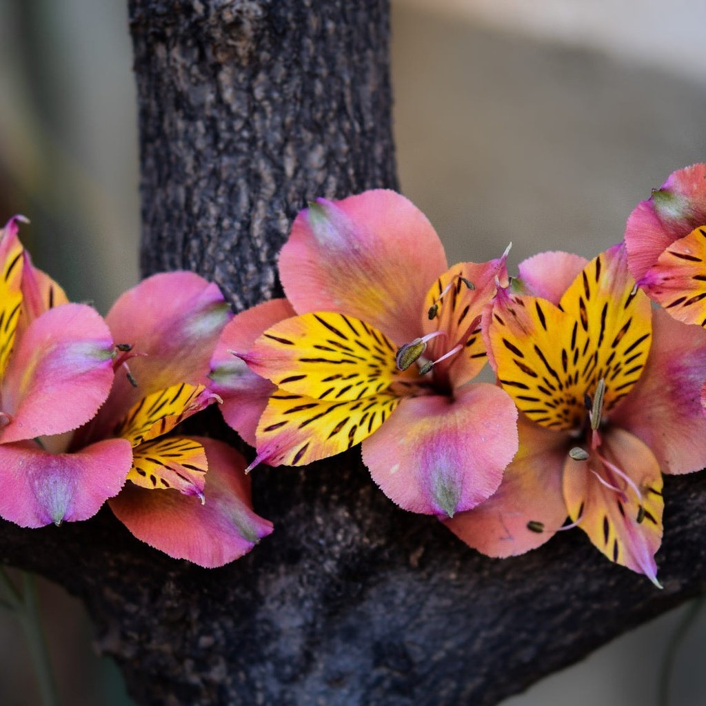 Обои цветы, дерево, розовые, композиция, альстромерия, flowers, tree, pink, composition, alstroemeria разрешение 2000x1125 Загрузить