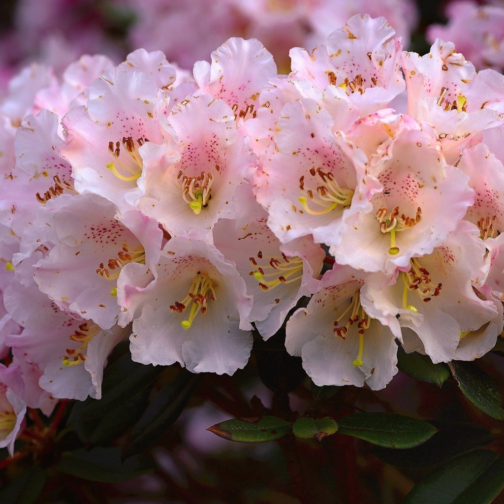 Обои цветы, розовые, много, азалия, рододендроны, flowers, pink, a lot, azalea, rhododendrons разрешение 3071x2050 Загрузить