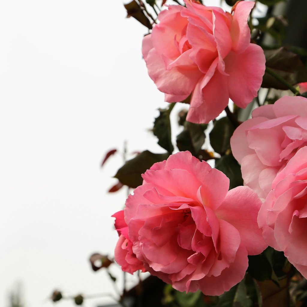 Обои цветы, розы, красные, белый фон, flowers, roses, red, white background разрешение 3840x2160 Загрузить