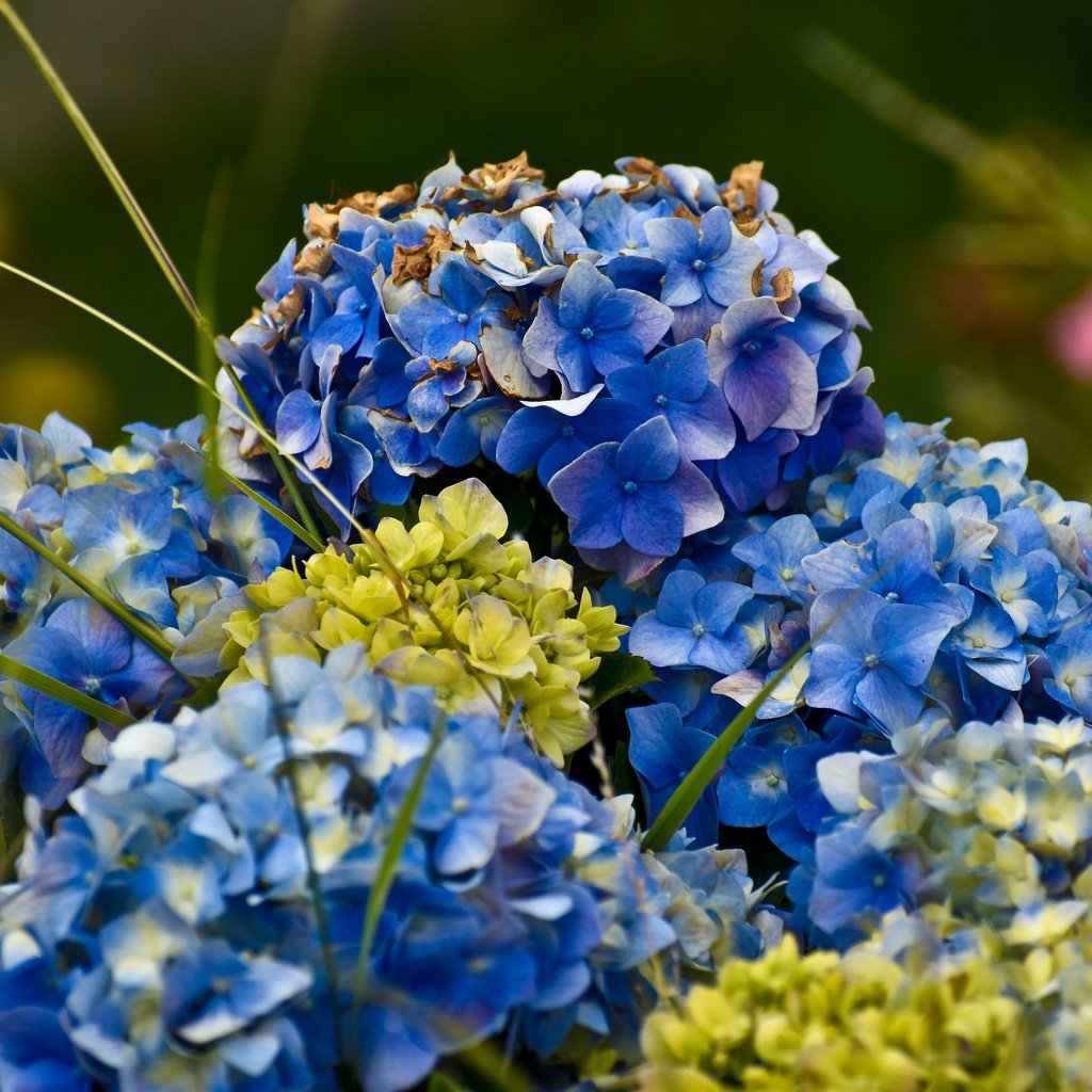 Обои цветы, синие, гортензия, flowers, blue, hydrangea разрешение 3840x2560 Загрузить