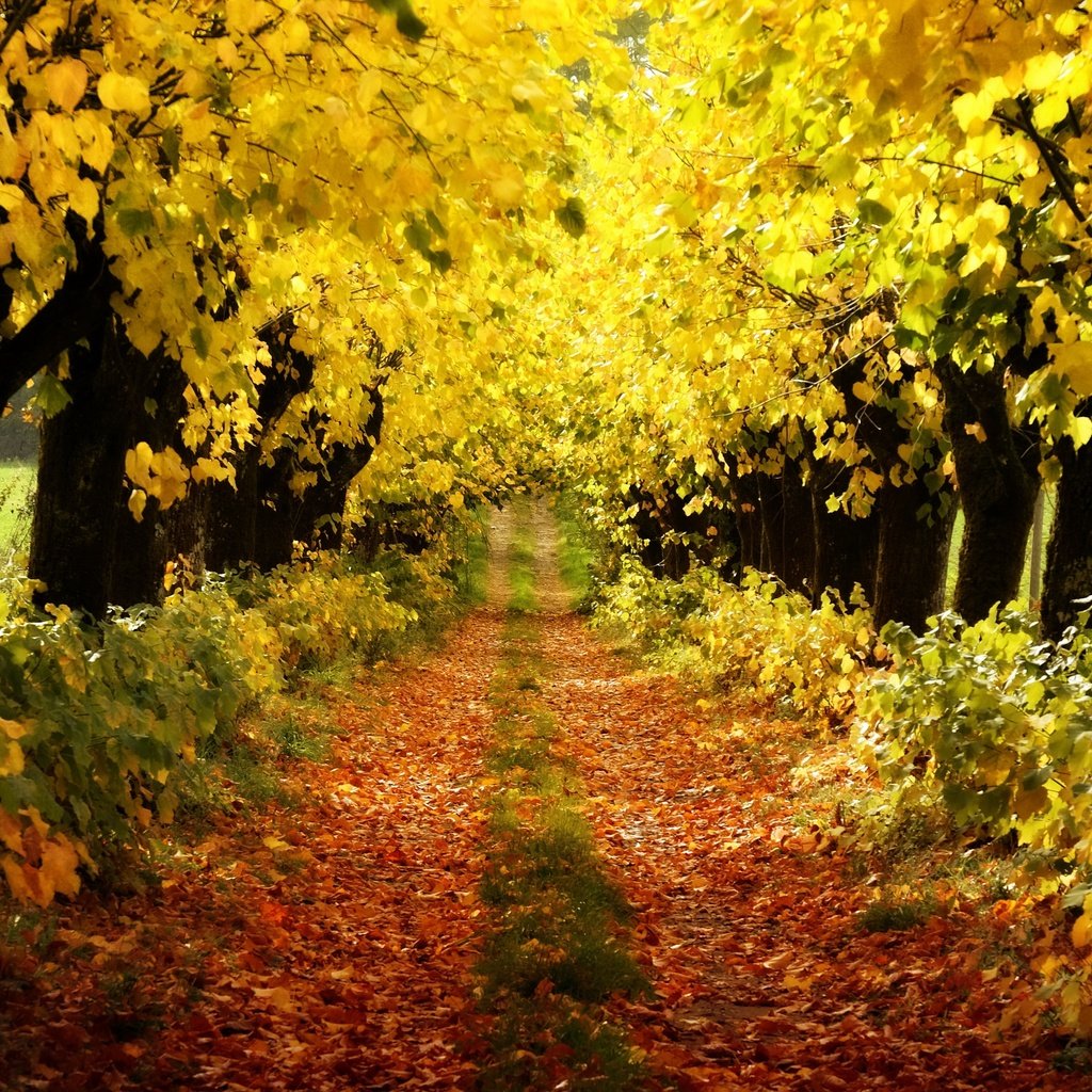Обои деревья, осень, trees, autumn разрешение 3840x2160 Загрузить