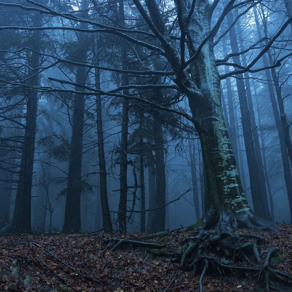 Обои деревья, природа, лес, утро, туман, корни, сумерки, trees, nature, forest, morning, fog, roots, twilight разрешение 2048x1360 Загрузить