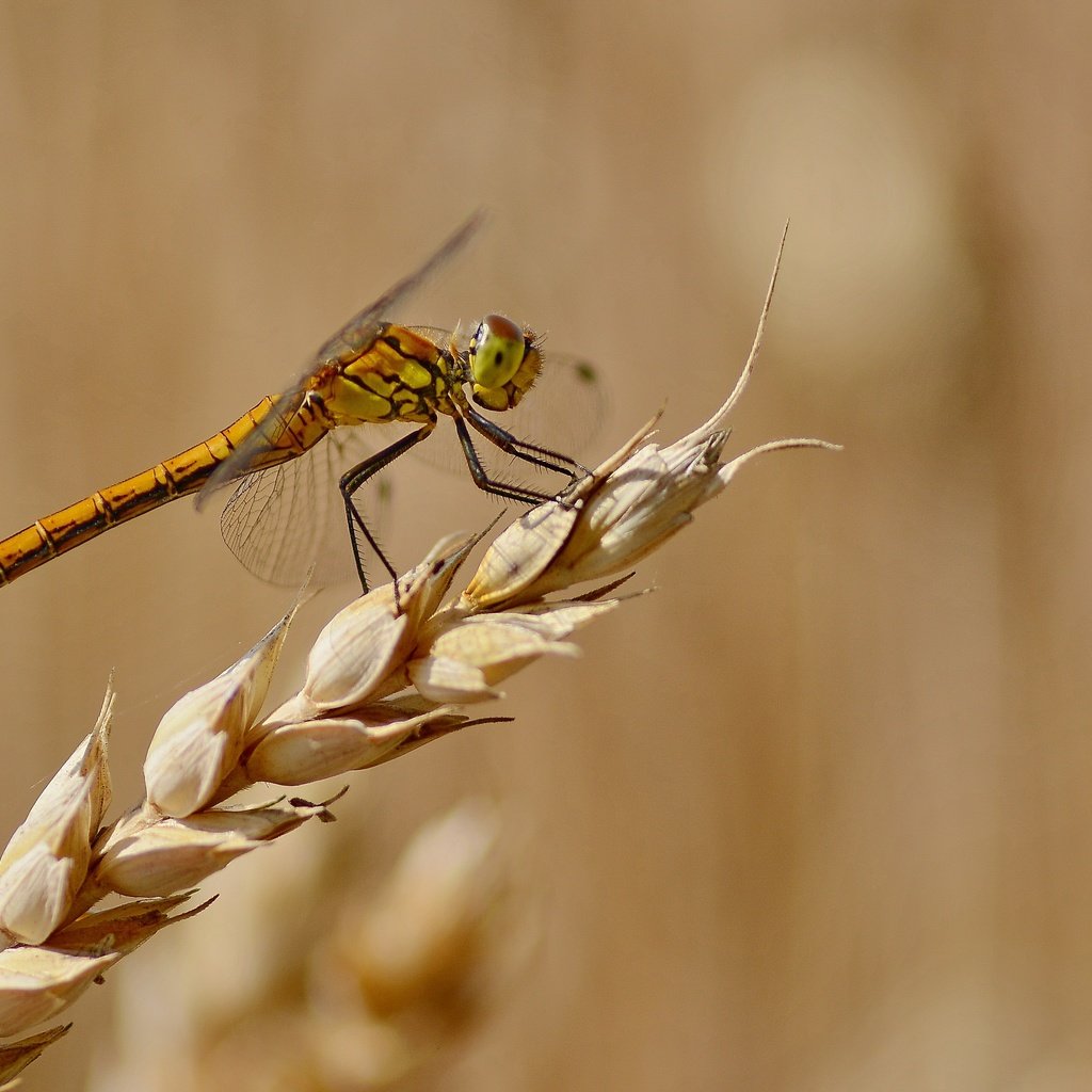 Обои фон, лето, стрекоза, колосок, background, summer, dragonfly, spike разрешение 4105x2737 Загрузить