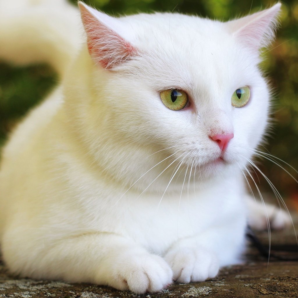 Обои кот, кошка, взгляд, белая, боке, cat, look, white, bokeh разрешение 3840x2160 Загрузить