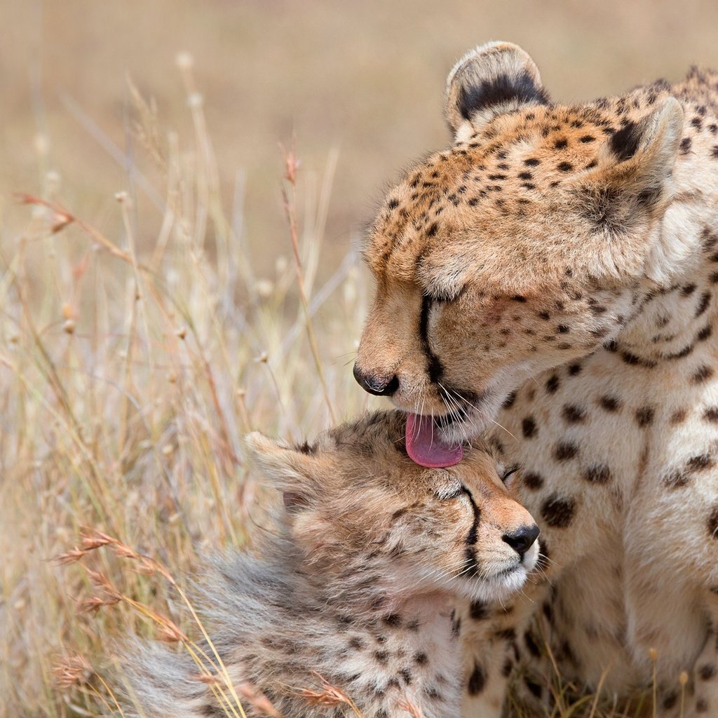 Обои котенок, мама, забота, язык, гепард, детеныш, гепарды, kitty, mom, care, language, cheetah, cub, cheetahs разрешение 2276x1280 Загрузить