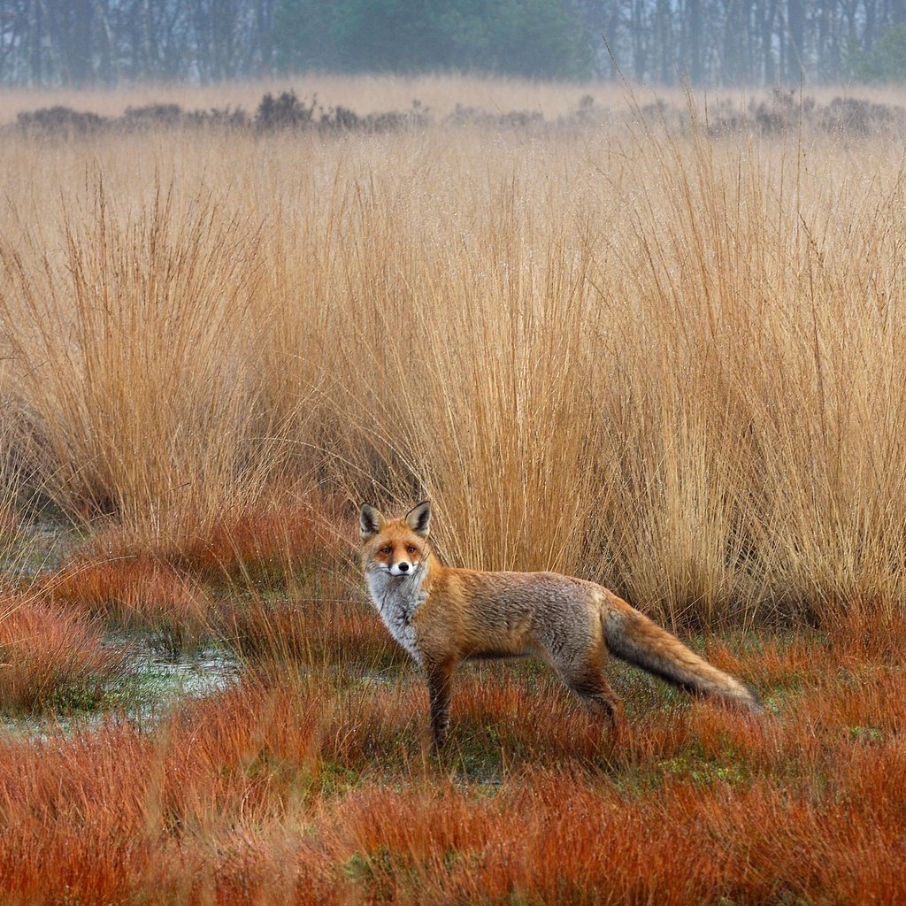 Обои осень, лиса, лисица, степь, autumn, fox, the steppe разрешение 5083x2859 Загрузить