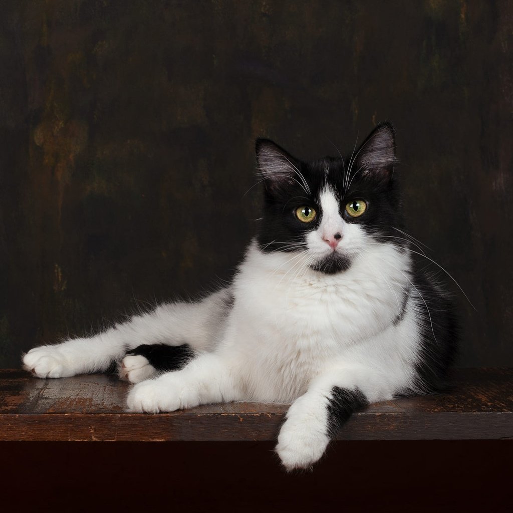 Обои поза, кот, мордочка, кошка, взгляд, лежит, темный фон, чёрно-белый, фотостудия, studio, pose, cat, muzzle, look, lies, the dark background, black and white разрешение 2000x1333 Загрузить