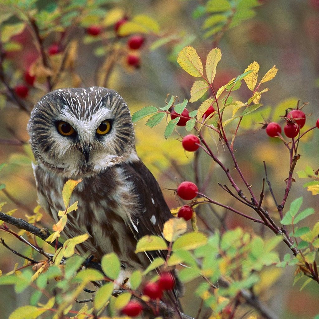 Обои природа, птица, ягоды, североамериканский мохноногий сыч, nature, bird, berries, north american boreal owl разрешение 1920x1080 Загрузить