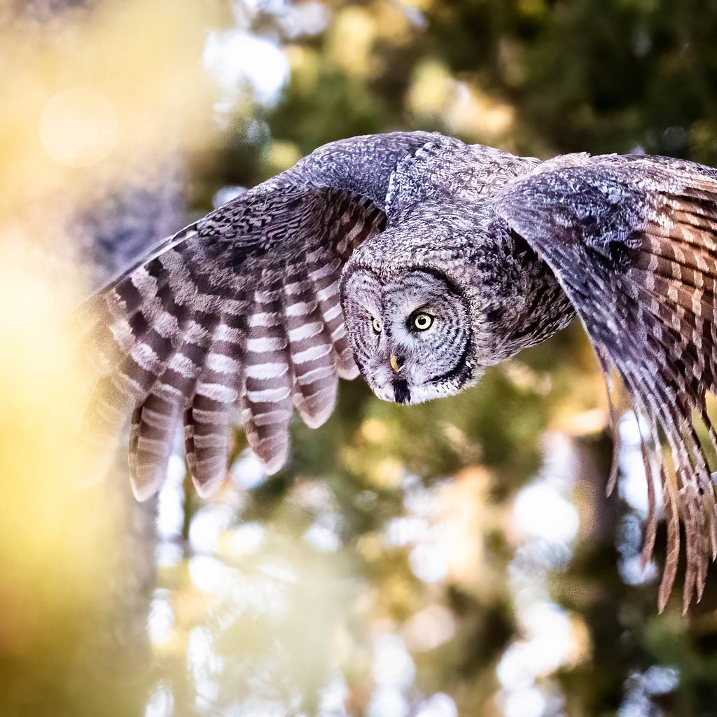 Обои сова, полет, крылья, птица, боке, неясыть, owl, flight, wings, bird, bokeh разрешение 2503x1669 Загрузить