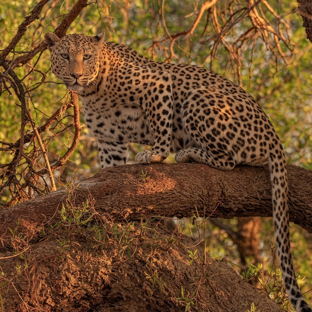 Обои взгляд, леопард, дикая кошка, на дереве, look, leopard, wild cat, on the tree разрешение 4300x3268 Загрузить