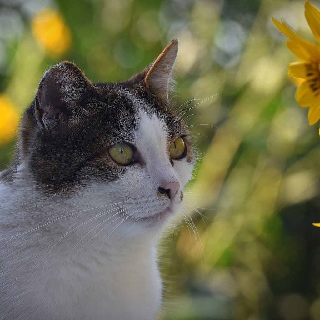 Обои цветы, кот, кошка, взгляд, боке, flowers, cat, look, bokeh разрешение 3840x2160 Загрузить