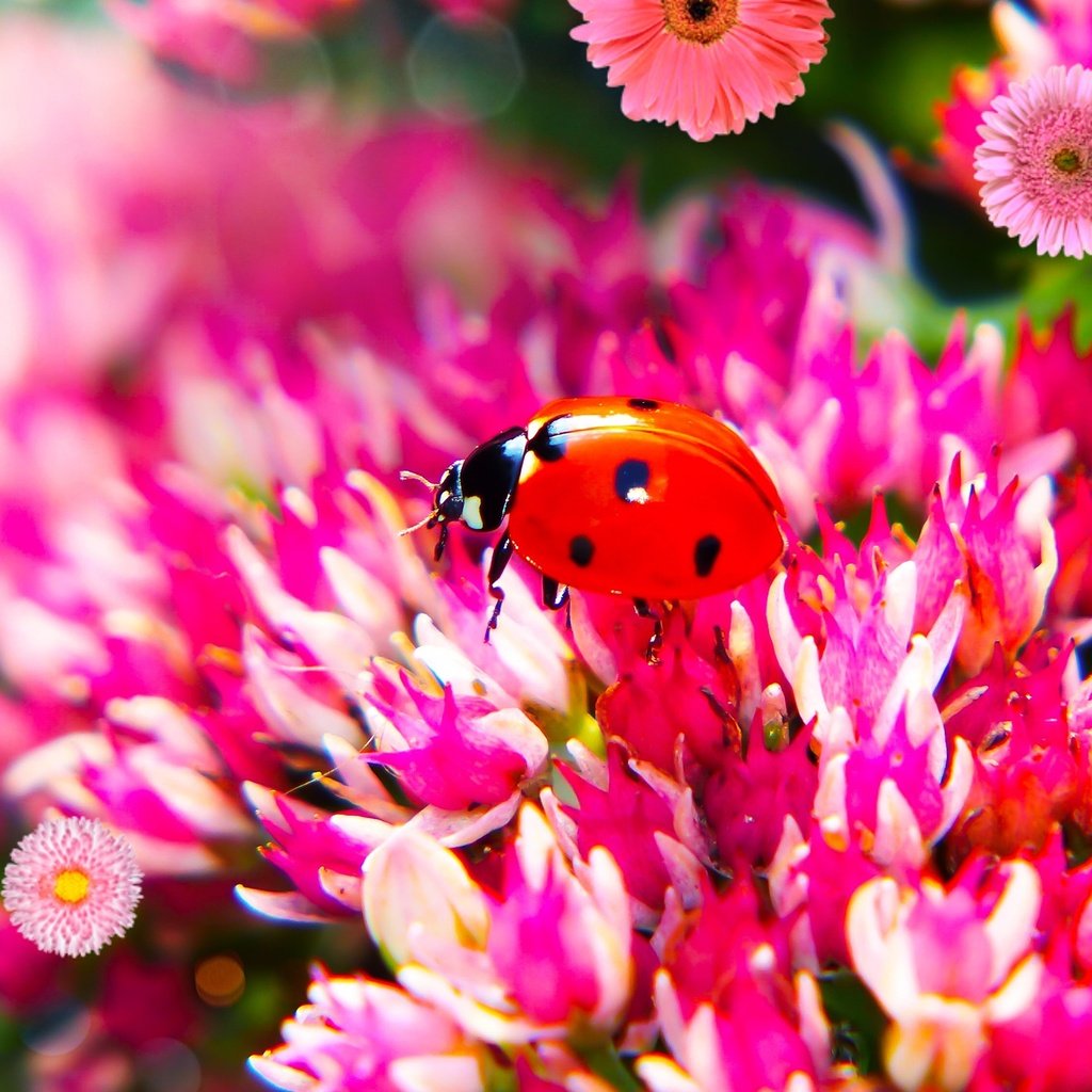 Обои цветы, жук, макро, божья коровка, боке, flowers, beetle, macro, ladybug, bokeh разрешение 2880x1620 Загрузить
