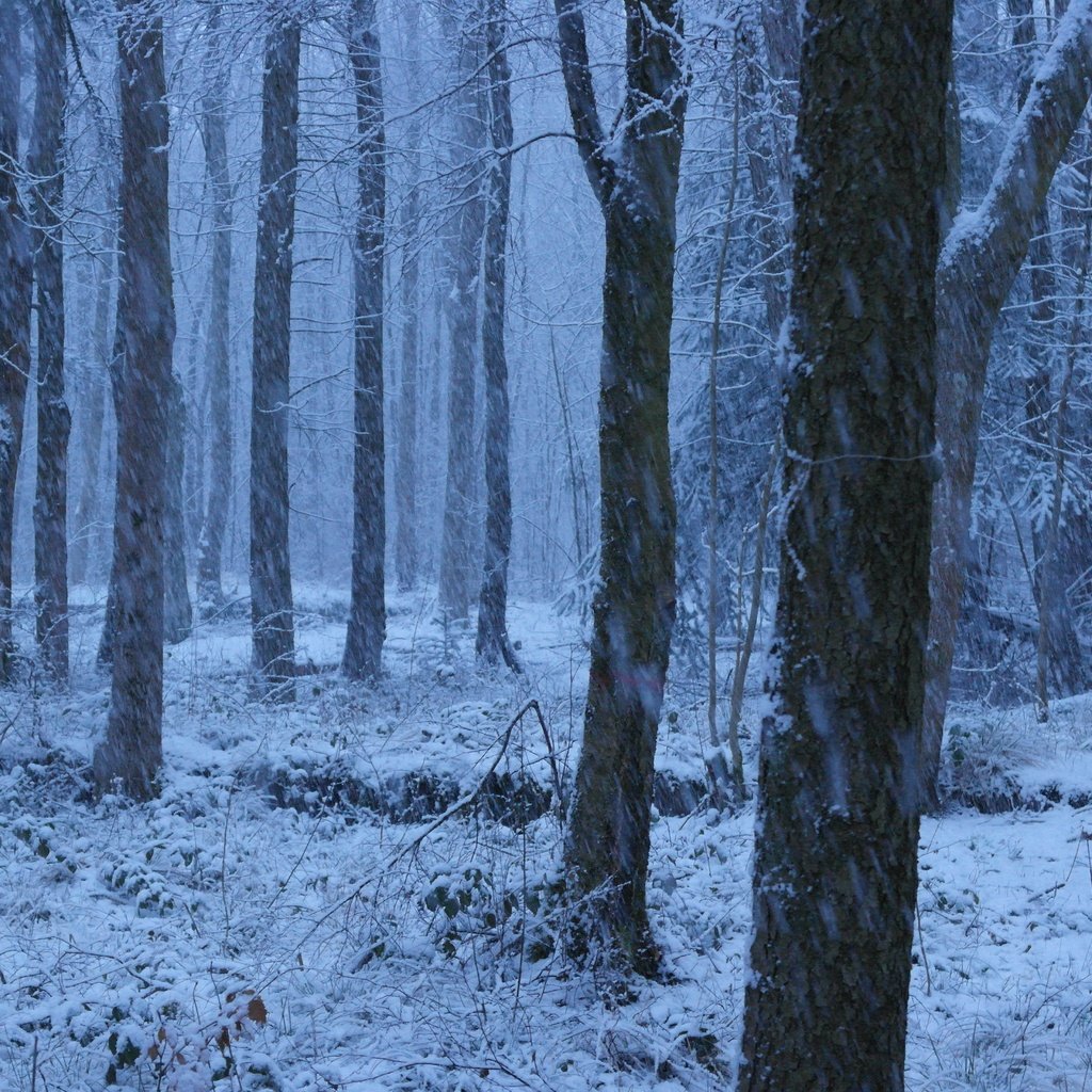 Обои деревья, снег, природа, лес, зима, trees, snow, nature, forest, winter разрешение 5472x3648 Загрузить