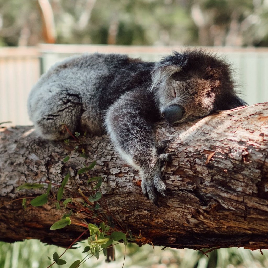 Обои дерево, сон, спит, коала, tree, sleep, sleeping, koala разрешение 1920x1080 Загрузить