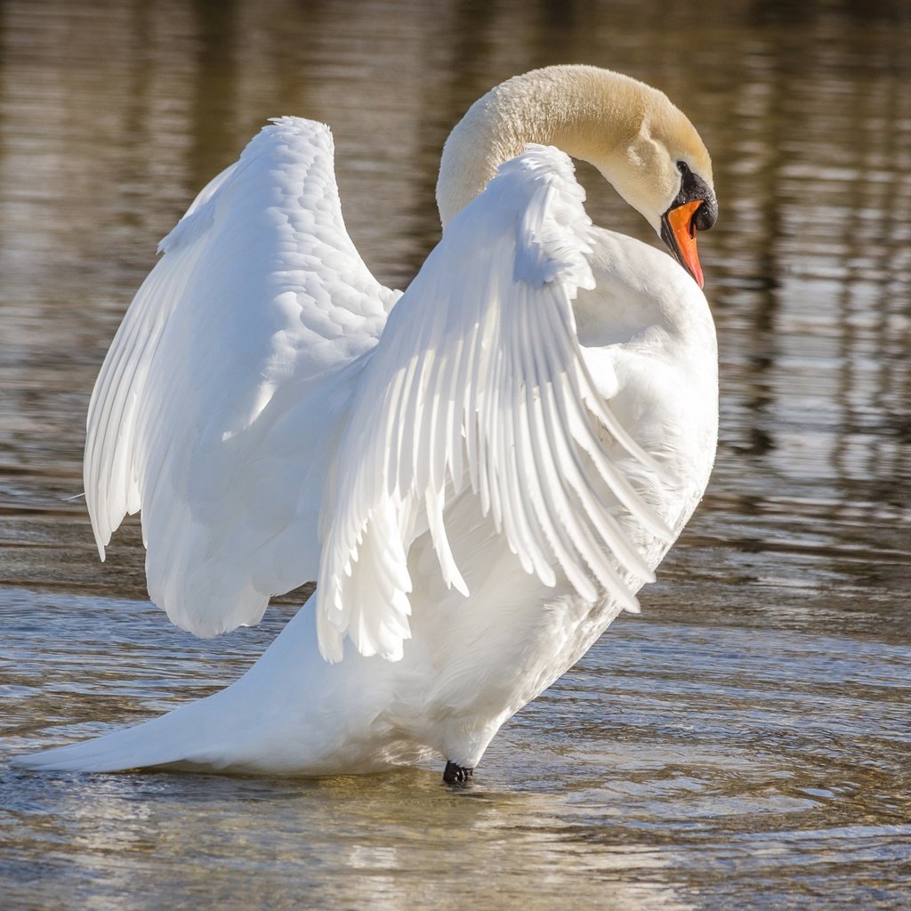 Обои крылья, белый, водоем, птица, лебедь, wings, white, pond, bird, swan разрешение 5958x3535 Загрузить