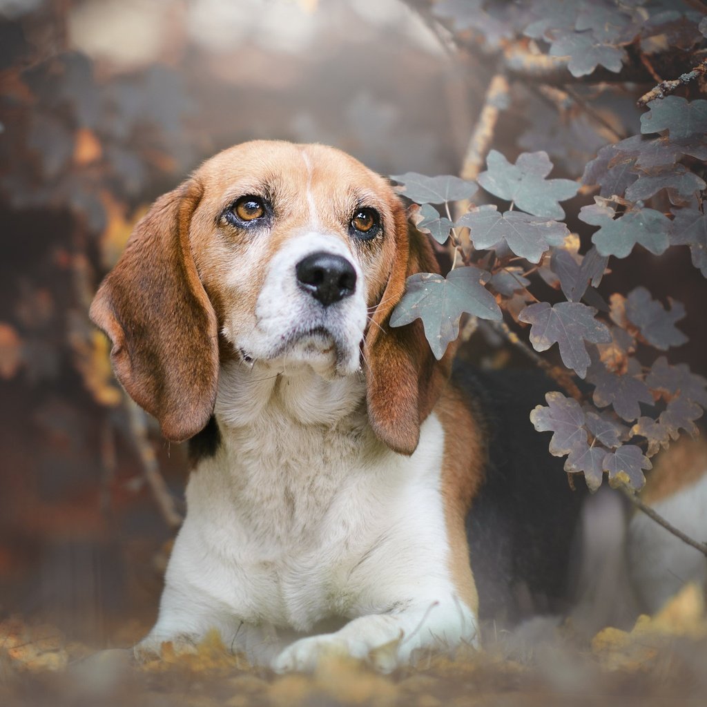 Обои морда, листья, ветки, взгляд, собака, бигль, face, leaves, branches, look, dog, beagle разрешение 2048x1333 Загрузить