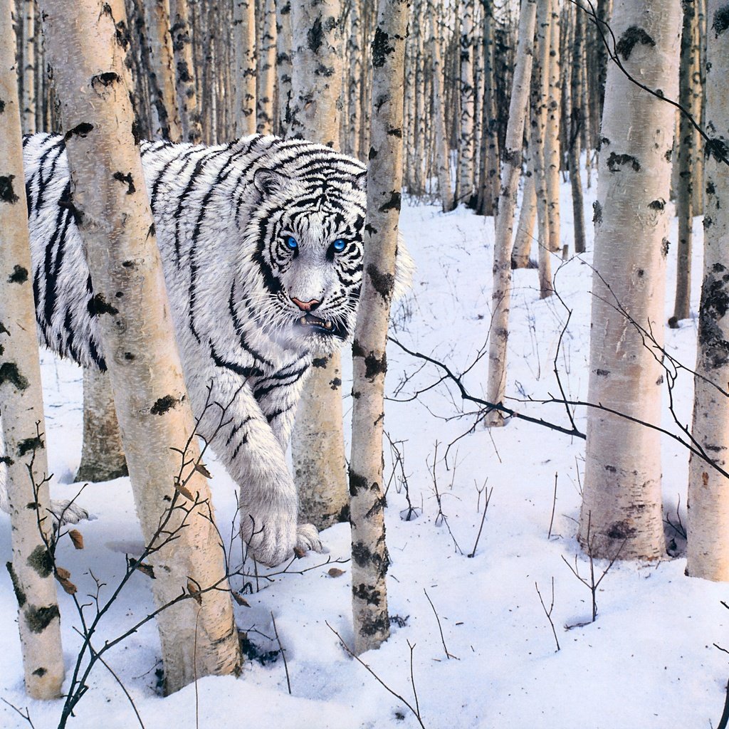 Обои тигр, лес, зима, белый, tiger, forest, winter, white разрешение 4298x2224 Загрузить