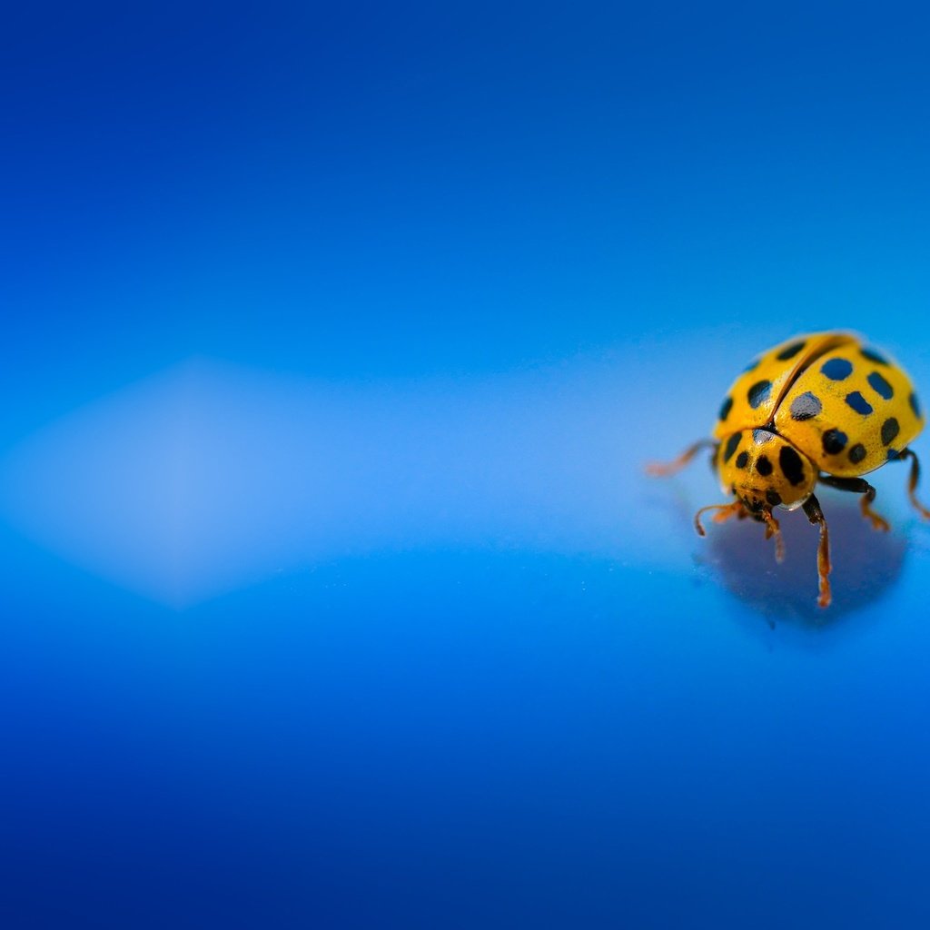 Обои жук, макро, насекомое, божья коровка, голубой фон, beetle, macro, insect, ladybug, blue background разрешение 2048x1365 Загрузить
