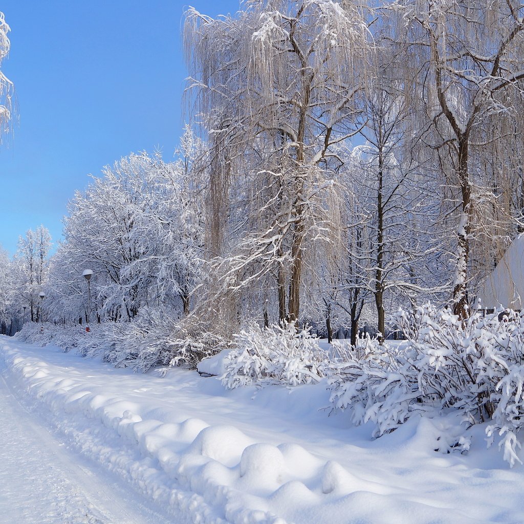 Обои снег, зима, зимний лес, snow, winter, winter forest разрешение 4912x3264 Загрузить