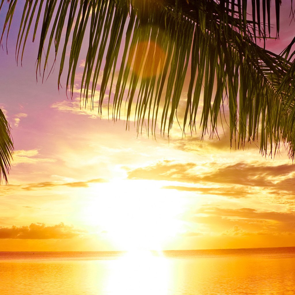 Обои закат, пальма, рай, sunset, palma, paradise разрешение 2560x1600 Загрузить