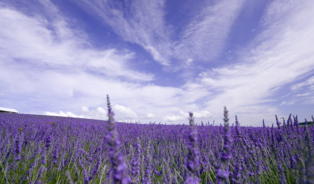 Обои небо, цветы, облака, природа, поле, лаванда, the sky, flowers, clouds, nature, field, lavender разрешение 2560x1600 Загрузить